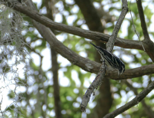Photo of the Week: Black and White Warblers