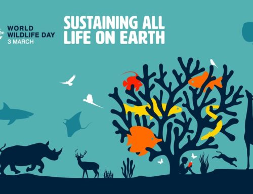 Celebrating World Wildlife Day
